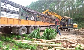 輪式抓木機(jī)裝車 輪式抓木機(jī)裝車