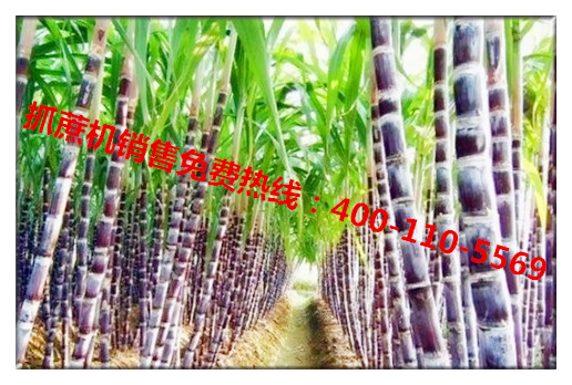 山東寶鼎抓木機廠家 山東寶鼎抓木機廠家