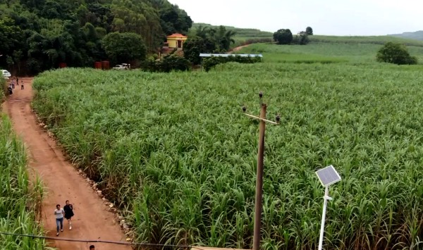 寶鼎抓木機廣西甘蔗林致富 寶鼎抓木機廣西甘蔗林致富