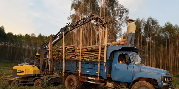 寶鼎輪式抓木機(jī)廣東作業(yè).jpg 寶鼎輪式抓木機(jī)廣東作業(yè).jpg