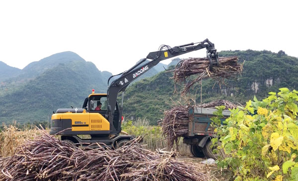 寶鼎95輪式抓木機甘蔗裝車.jpg 寶鼎95輪式抓木機甘蔗裝車.jpg