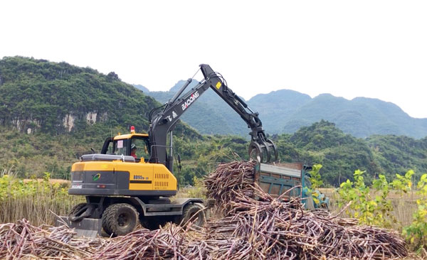 廣西寶鼎抓木機抓甘蔗.jpg 廣西寶鼎抓木機抓甘蔗.jpg