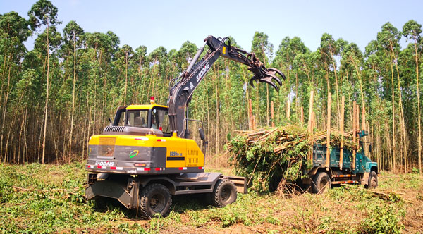 抓木機桉樹裝車.jpg 抓木機桉樹裝車.jpg