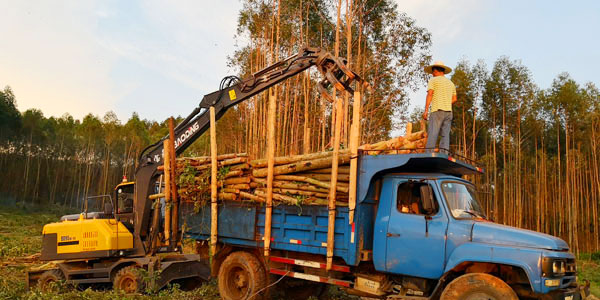 廣西市場上的寶鼎抓木機.jpg 廣西市場上的寶鼎抓木機.jpg