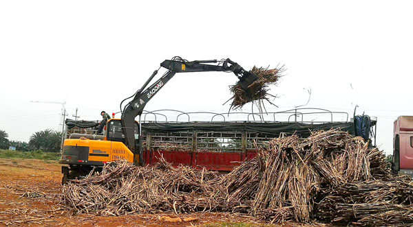 輪式挖掘機甘蔗裝卸.jpg 輪式挖掘機甘蔗裝卸.jpg