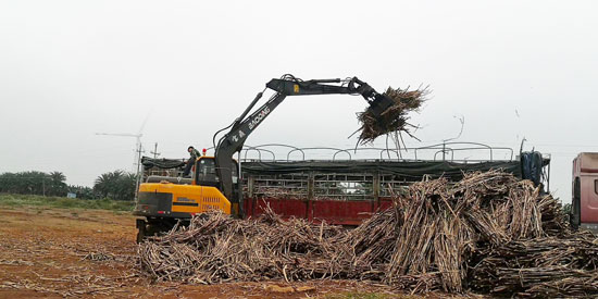 95輪式挖掘機抓甘蔗機.jpg 95輪式挖掘機抓甘蔗機.jpg