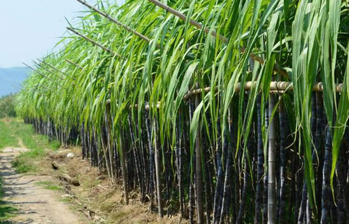 寶鼎抓甘蔗機 寶鼎抓甘蔗機